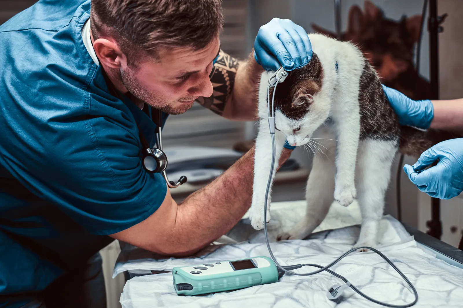 Veterinarians practicing clinical skills with high-fidelity simulation