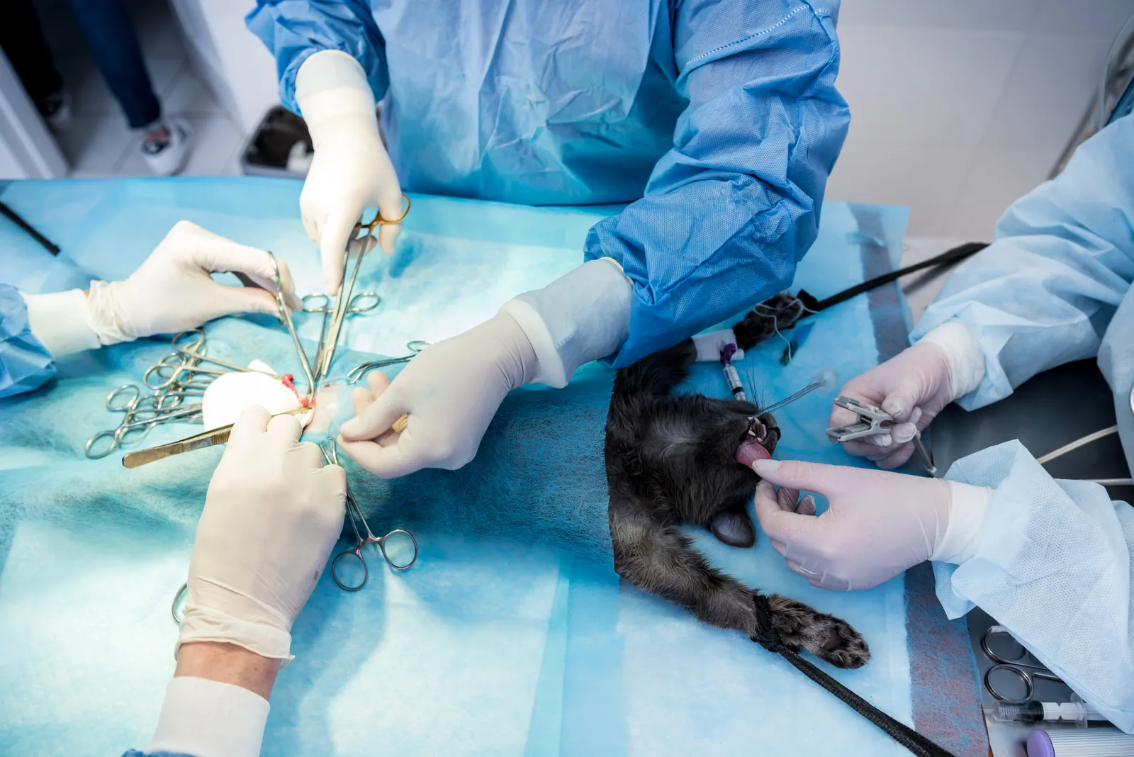 Greenlight Academy training center – veterinary surgery practice